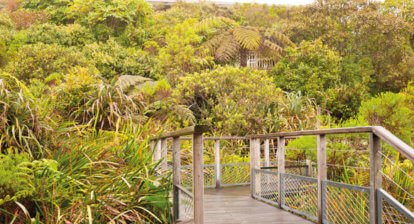 Photographie d'une épaisse verdure exotique et d'une passerelle en premier plan rentrant dans la nature