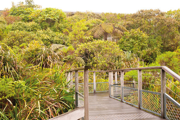 Photographie d'une épaisse verdure exotique et d'une passerelle en premier plan rentrant dans la nature